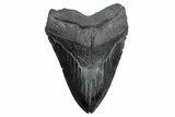 Serrated, Fossil Megalodon Tooth - South Carolina #380077-1